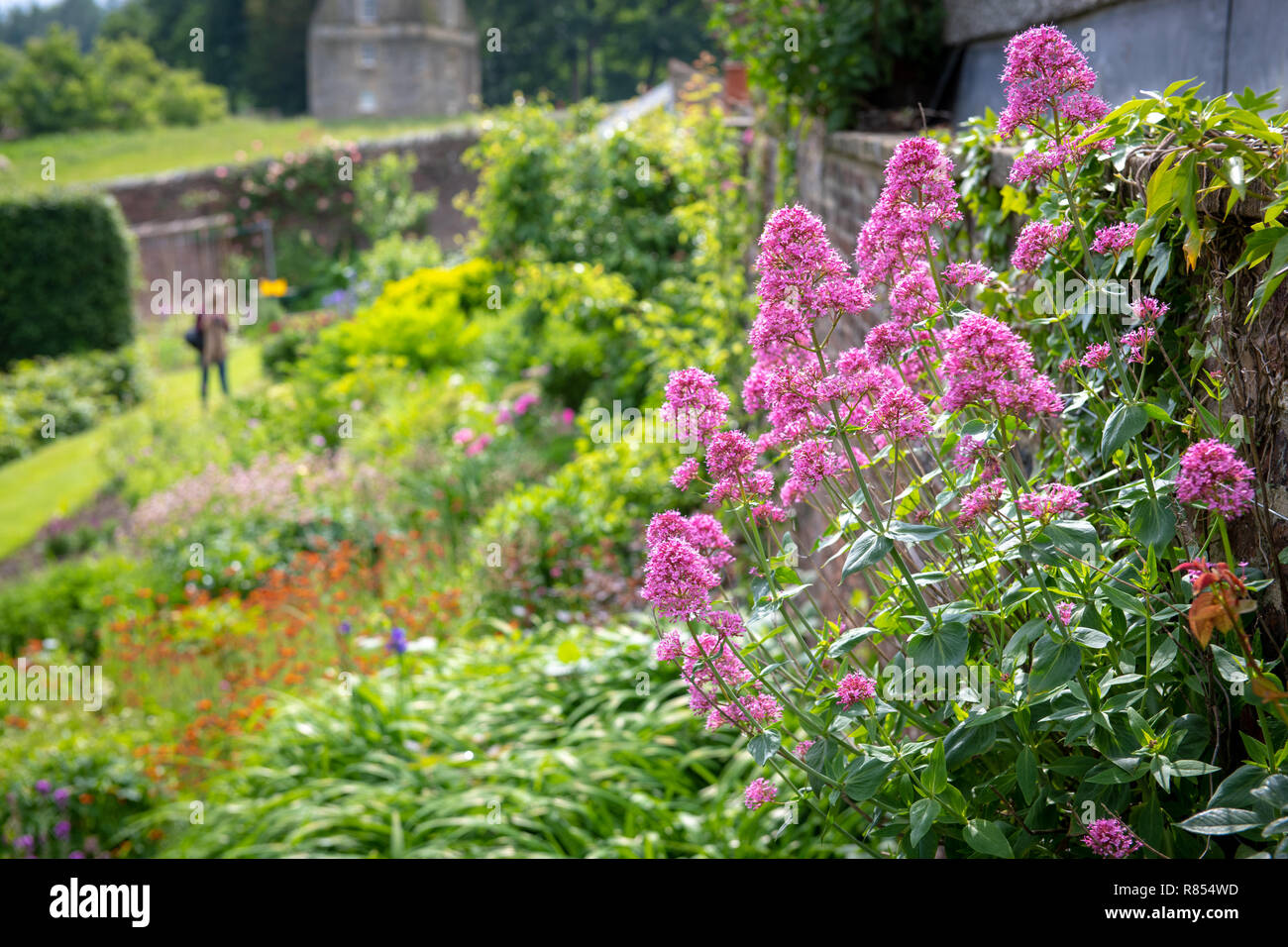 Il sole illumina la vibrante e colori vivaci delle piante nel Kiplin Hall giardino, Richmond, Yorkshire , REGNO UNITO Foto Stock