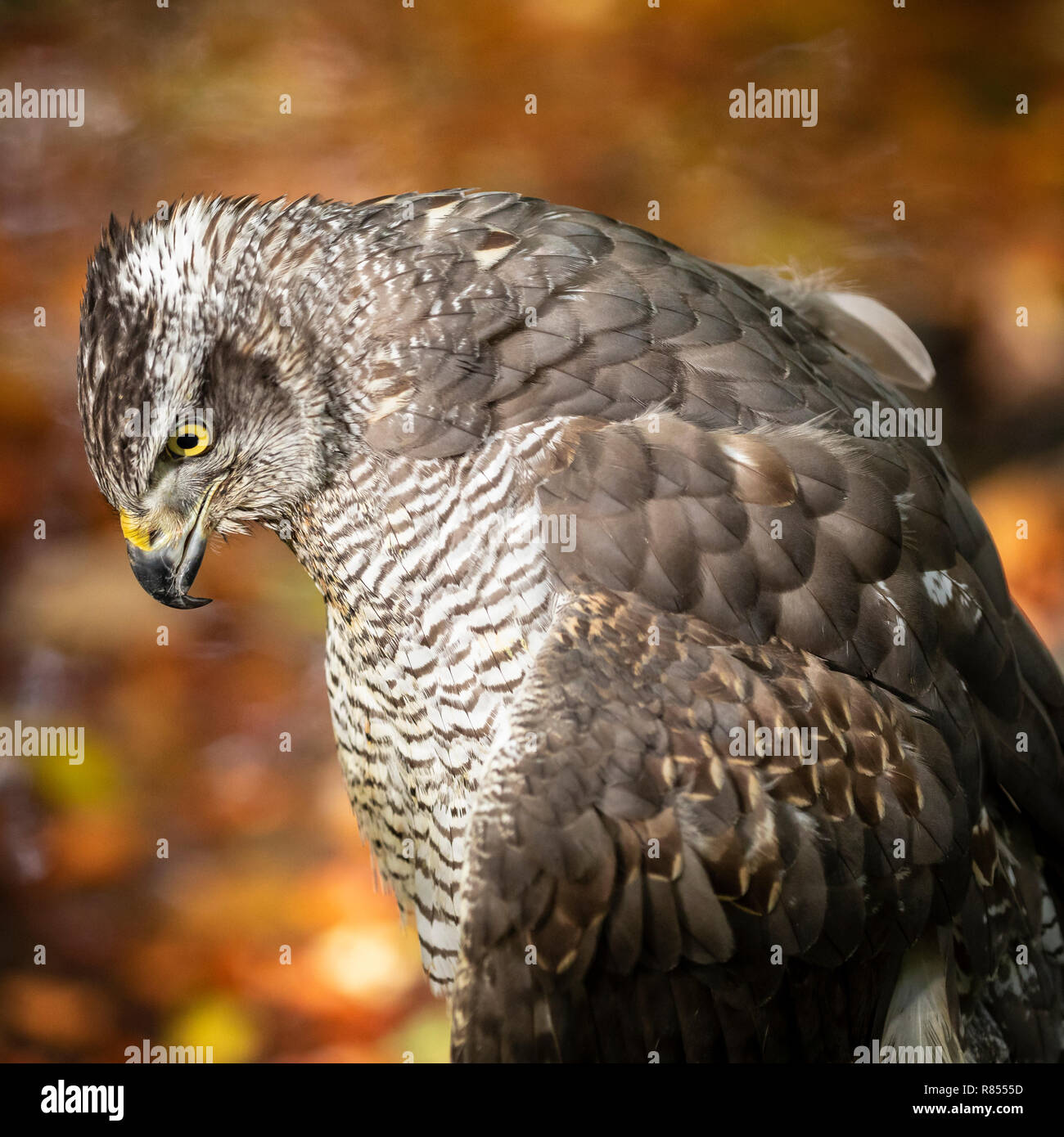 Astore al Riverside Falconry Centre. Foto Stock