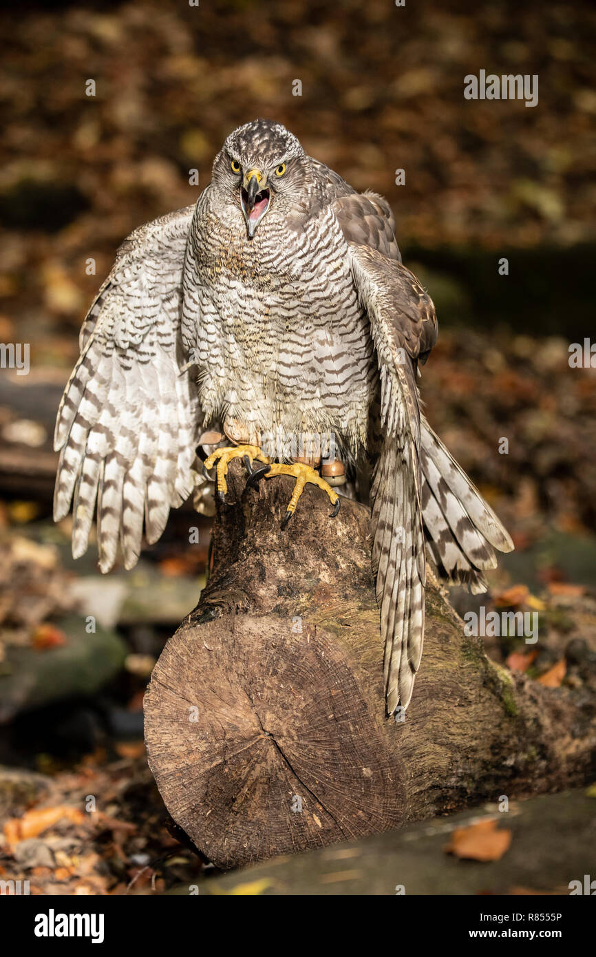 Astore al Riverside Falconry Centre. Foto Stock