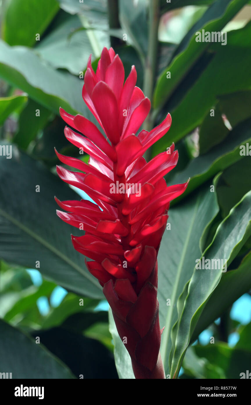 Un primo piano di un Red Ginger Flower Foto Stock