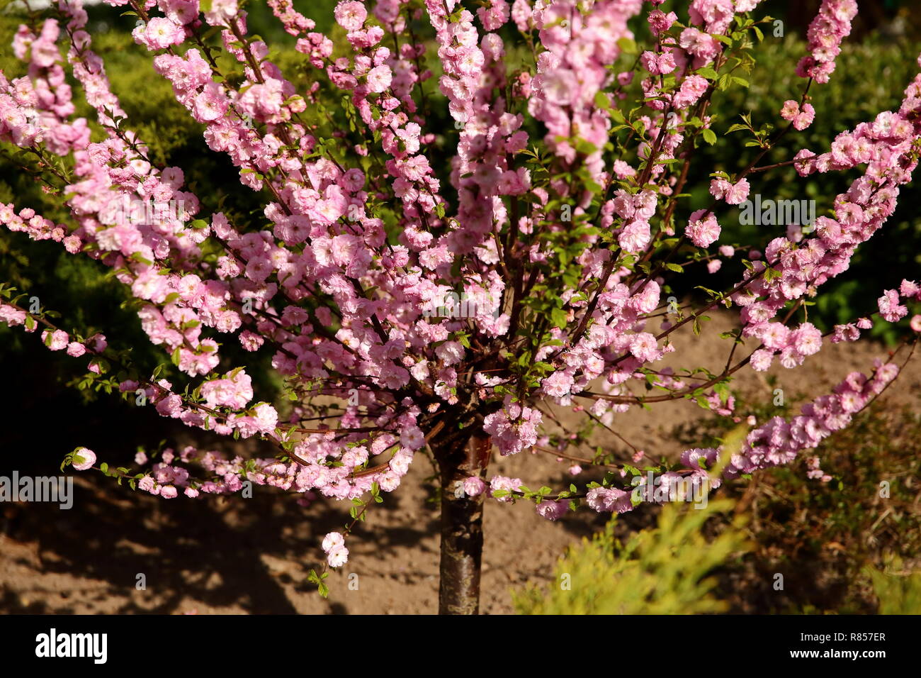 Prunus triloba a wyjątkowe drzewo obficie kwitnące w miesiącu kwietniu w Polsce. Foto Stock