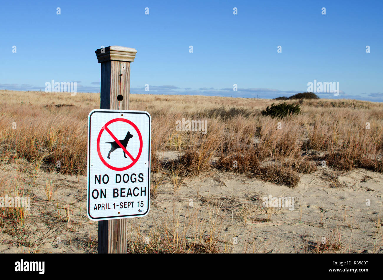 No cani sulla spiaggia segno montato al montante per le dune a Scusset Beach in Sagamore, Bourne, Cape Cod, Massachusetts, STATI UNITI D'AMERICA Foto Stock