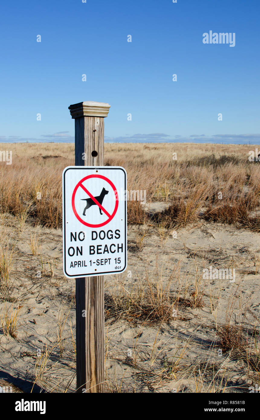 No cani sulla spiaggia il segno inviato da dune di sabbia a Scusset Beach Cape Cod, in Sagamore, Bourne, Massachusetts, STATI UNITI D'AMERICA Foto Stock