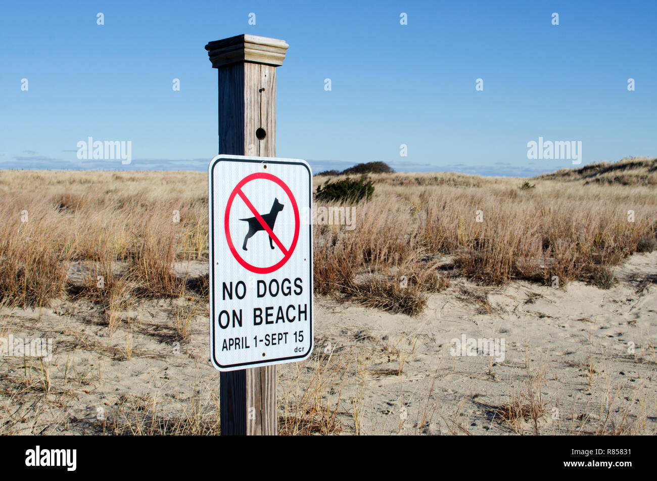 No cani sulla spiaggia il segno inviato da dune a Scusset Beach, Cape Cod in Sagamore, Bourne, Massachusetts, STATI UNITI D'AMERICA Foto Stock