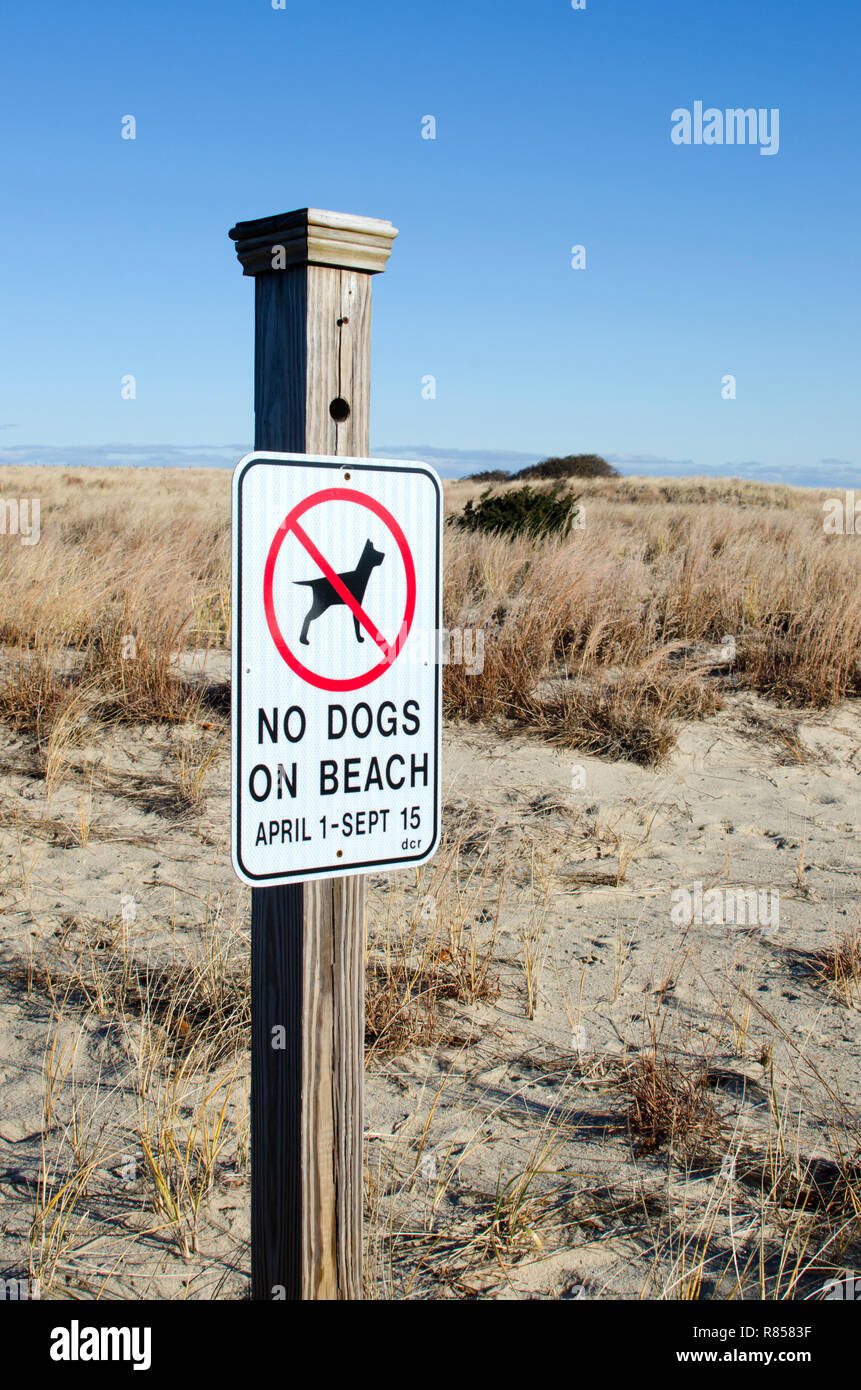 No cani sulla spiaggia il segno inviato da dune a Scusset Beach, Cape Cod in Sagamore, Bourne, Massachusetts, STATI UNITI D'AMERICA Foto Stock