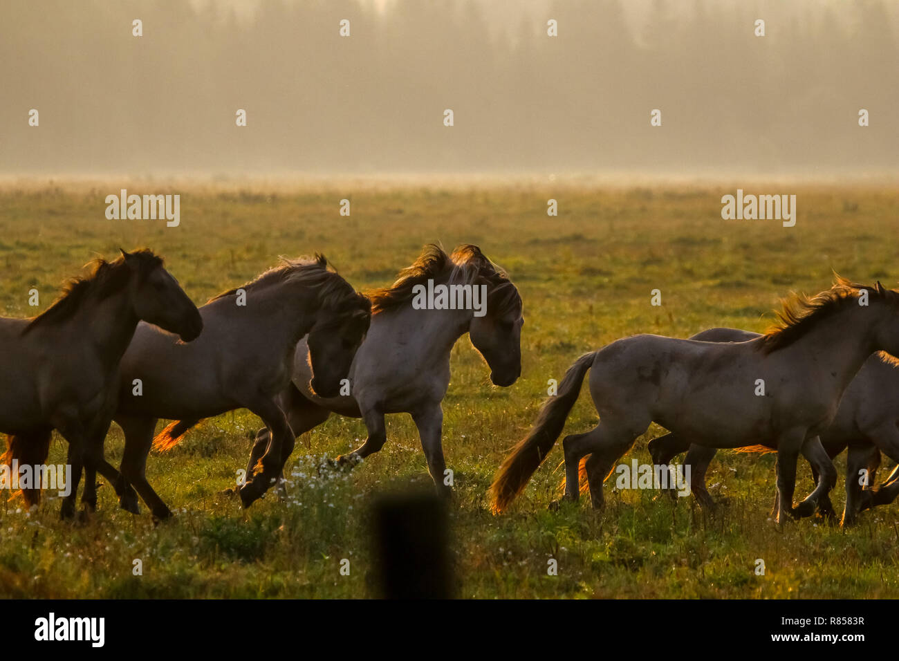 Allevamento di cavalli al pascolo in un prato nella nebbia. Cavalli in un prato di nebbia in autunno. Cavalli e nebbiosa mattina in Kemeri National Park, la Lettonia. Wild hor Foto Stock