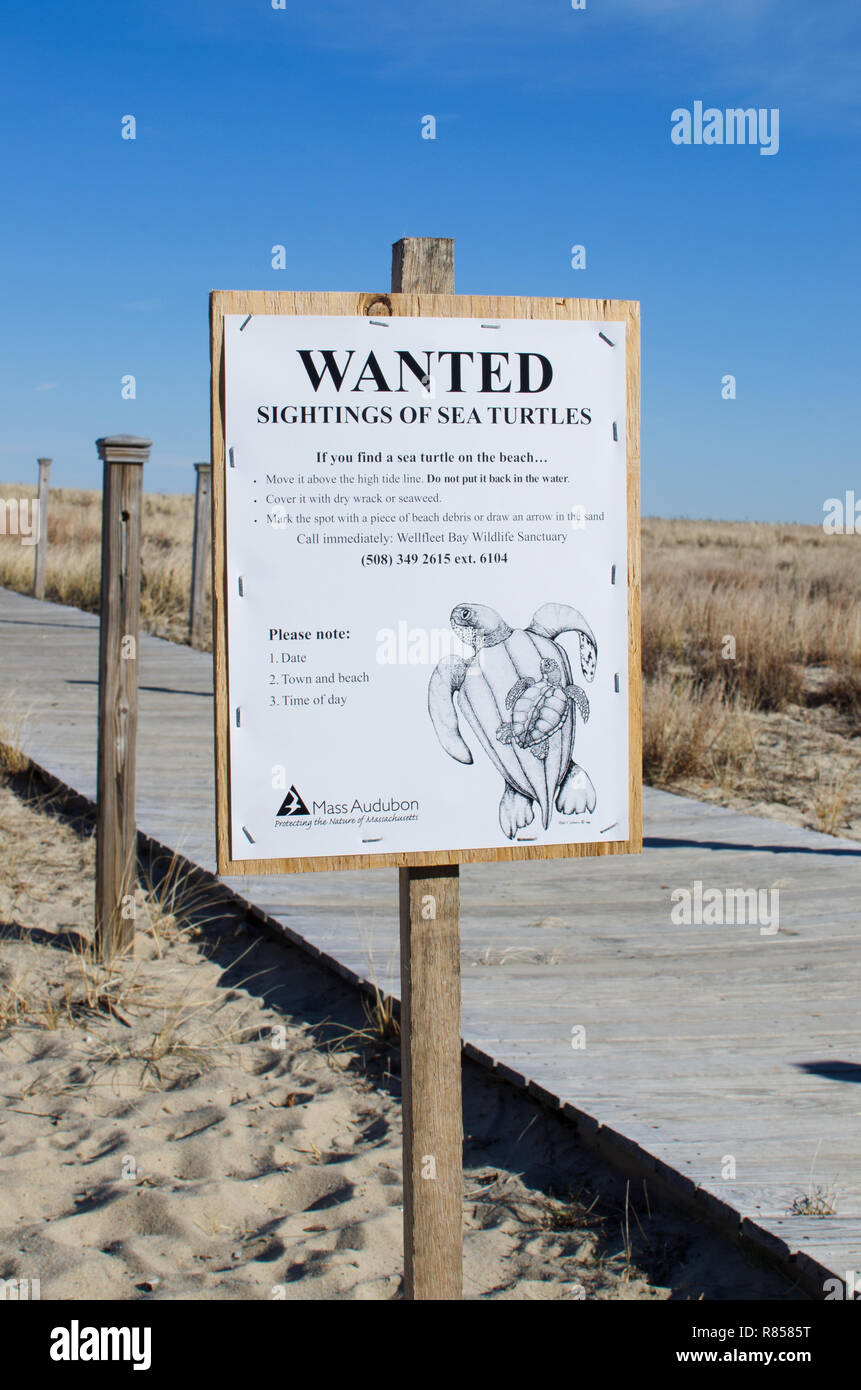 Voleva che gli avvistamenti di tartarughe di mare segno con le istruzioni per aiutare e relazione arenamenti da Massa a Audubon Scusset Beach, Cape Cod in Sagamore, Bourne, Foto Stock