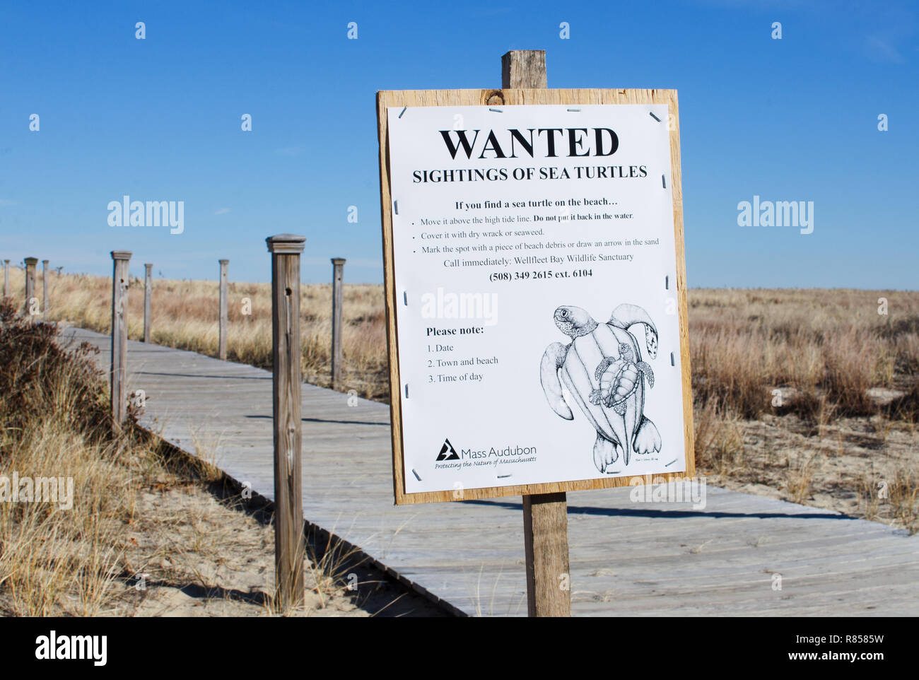 Voleva che gli avvistamenti di tartarughe di mare segno con le istruzioni per aiutare e relazione arenamenti da Massa a Audubon Scusset Beach, Cape Cod in Sagamore, Bourne, Foto Stock