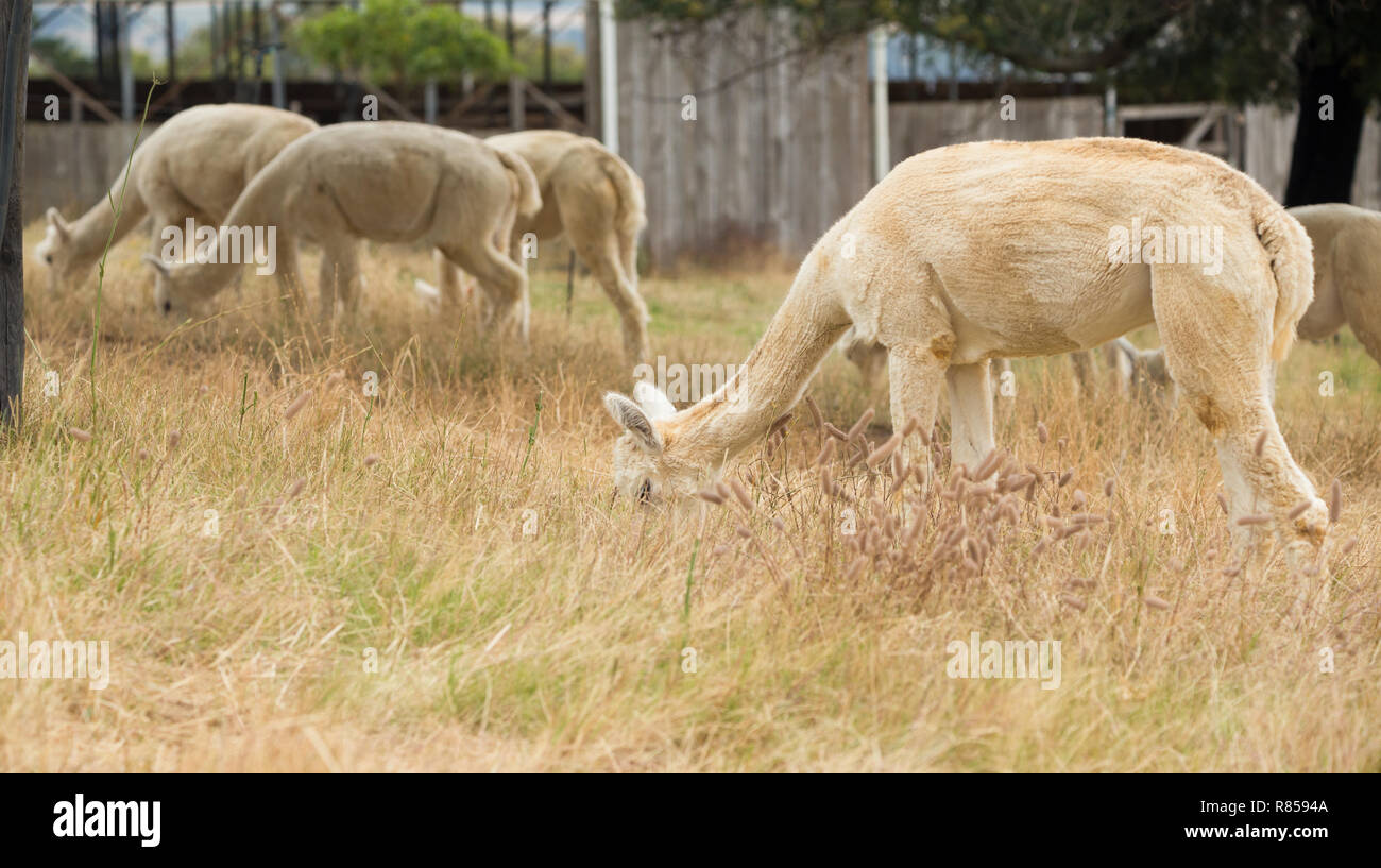 Alpaca mangiare o il pascolo in un prato in una fattoria in Paarl, Sud Africa Foto Stock