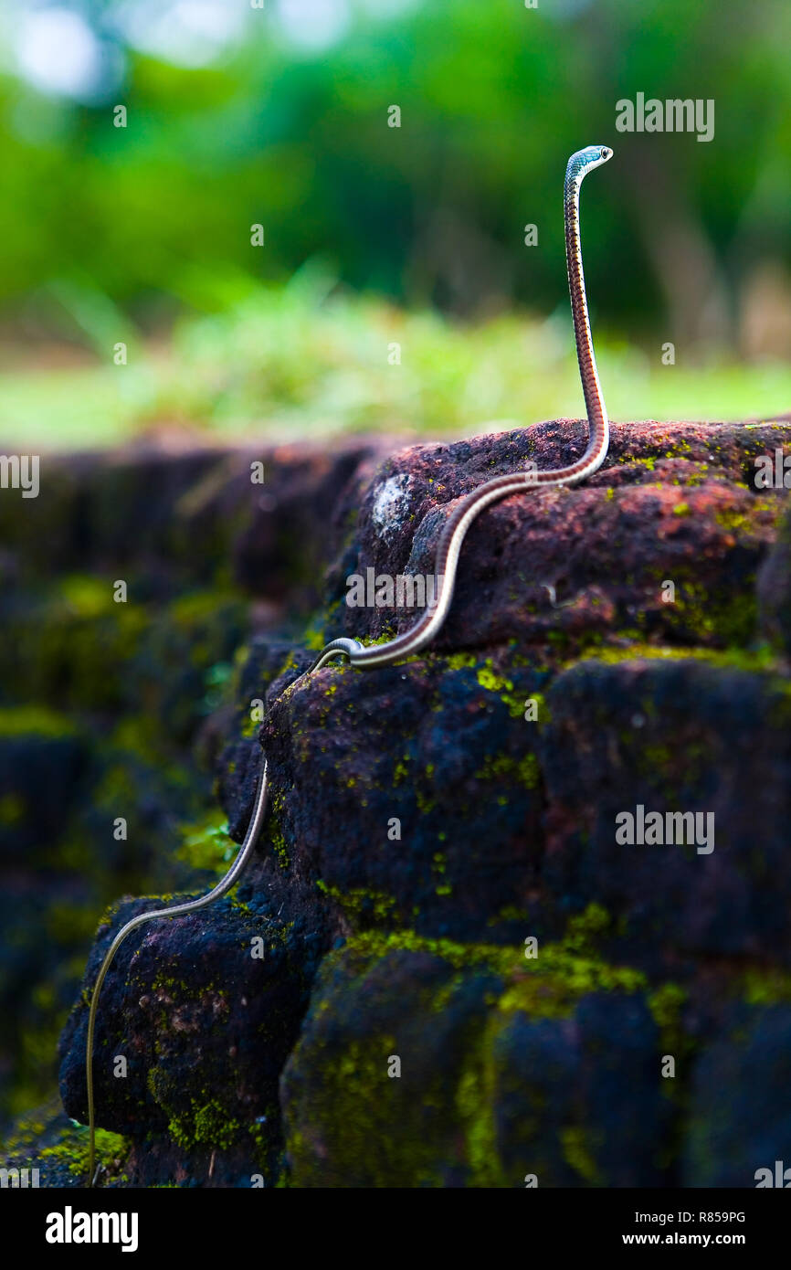 Bella snella snake con un corpo di avvolgimento. Lo Sri Lanka. Dendrelaphis bifrenalis. Foto Stock