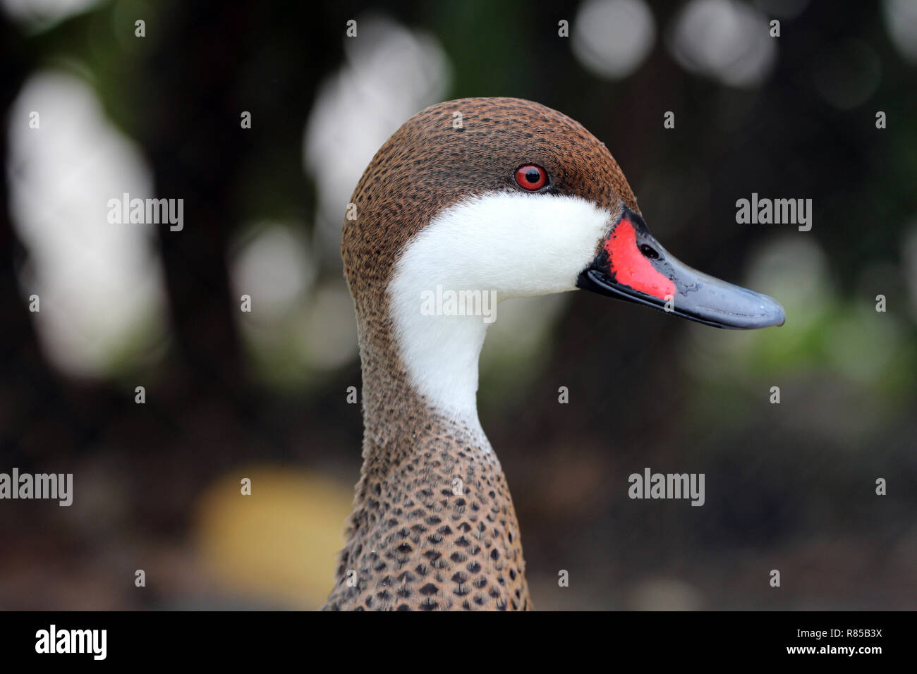 Questo white Cheeked Pintail uccello è un anatra con rosso e becco nero occhi rossi, bianco cheeked. Foto Stock