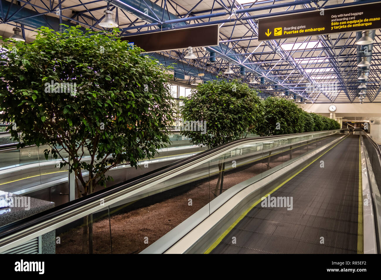 Un doppio speedwalk con alberi vicolo al centro di Madrid Airport Foto Stock