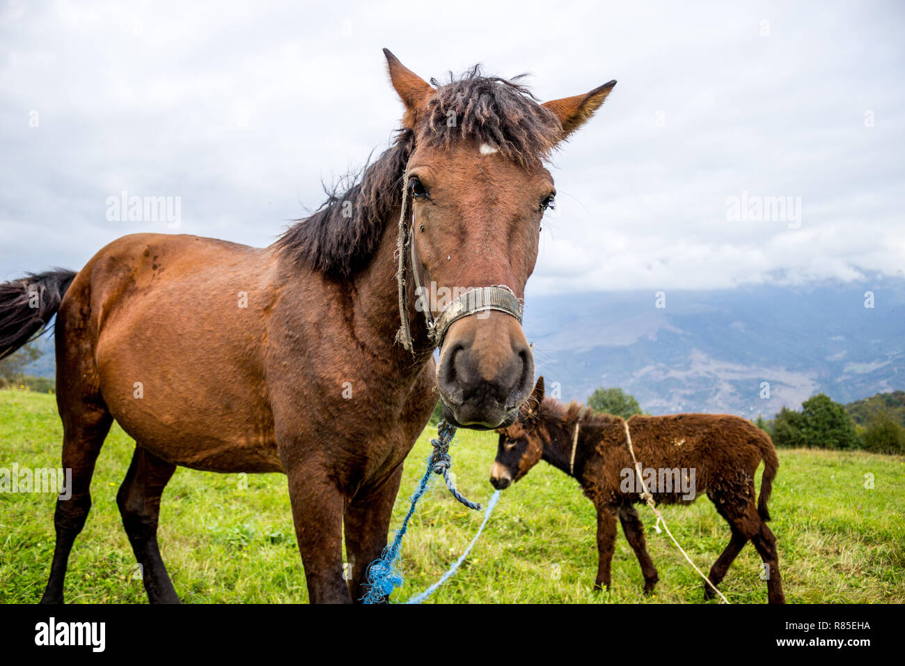 I proprietari della natura. Foto Stock
