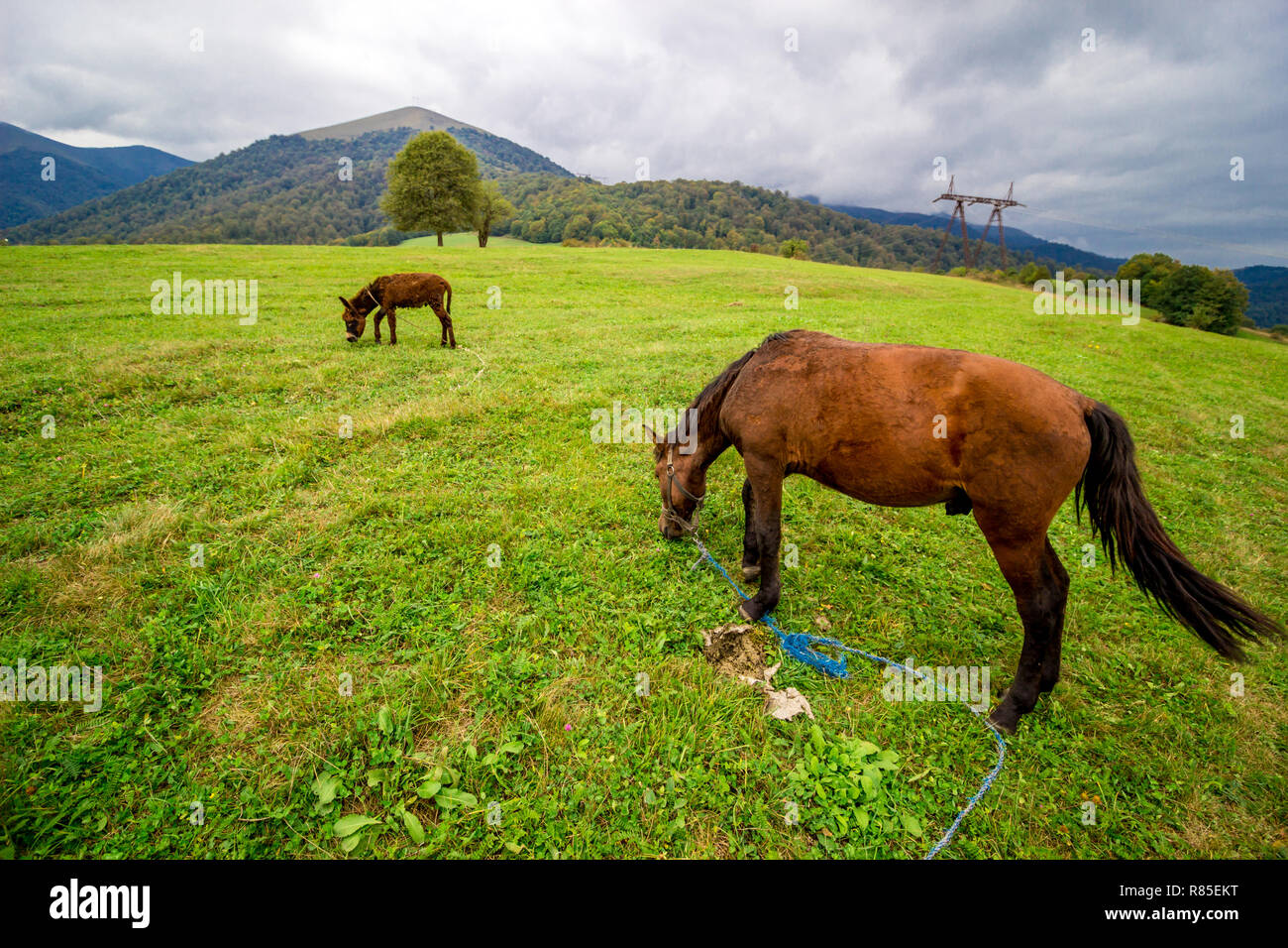 Nel caso in cui il giovane incontra il vecchio. Foto Stock