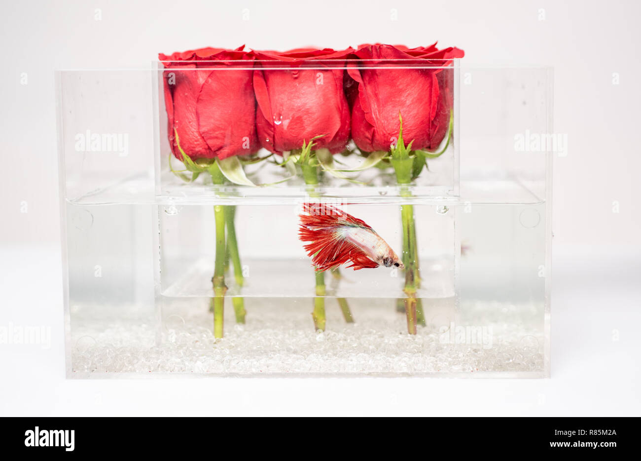 Il giorno di San Valentino presente. Acquario con pesci e le rose. Negozio  di fiori rosso bouquet di rose nella casella n. Design floreale. Amore e  passione. Sentire la passione. pesce rosso