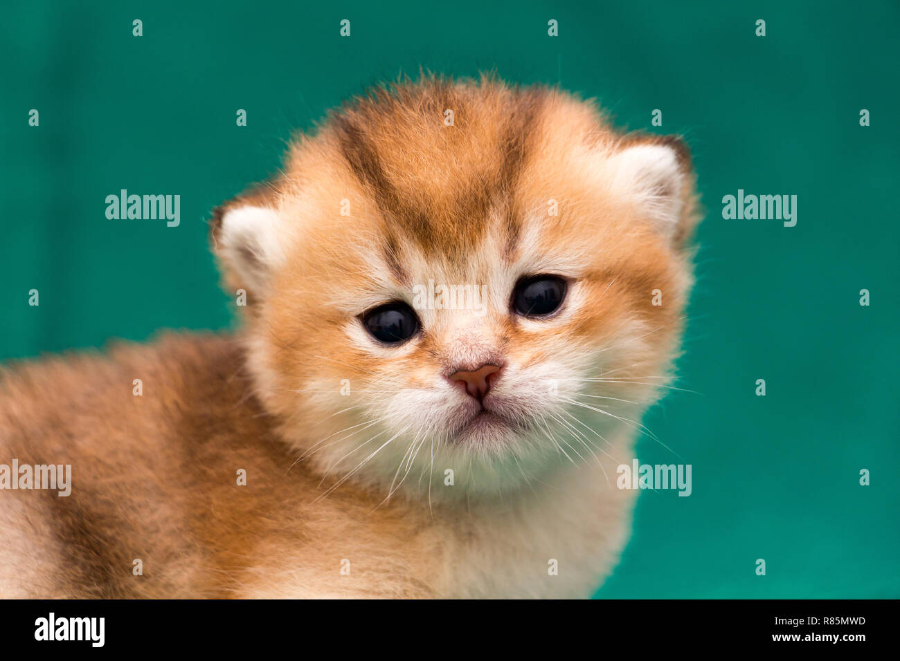 Un muso lo zenzero Golden British gattino close-up, ritratto di un bellissimo gattino. Foto Stock