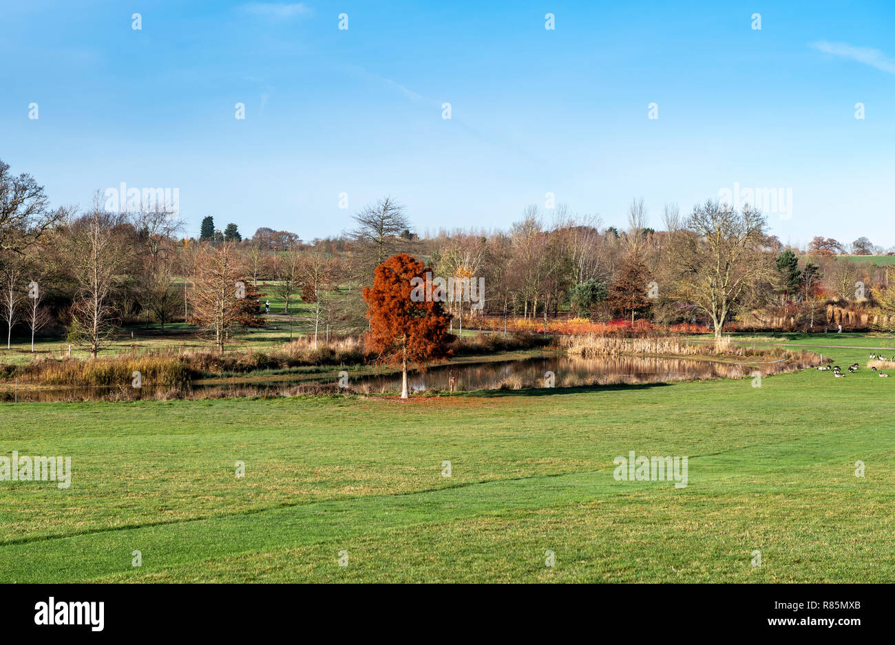 Parte di RHS Garden a Hyde Hall in inverno compreso il lago. Foto Stock