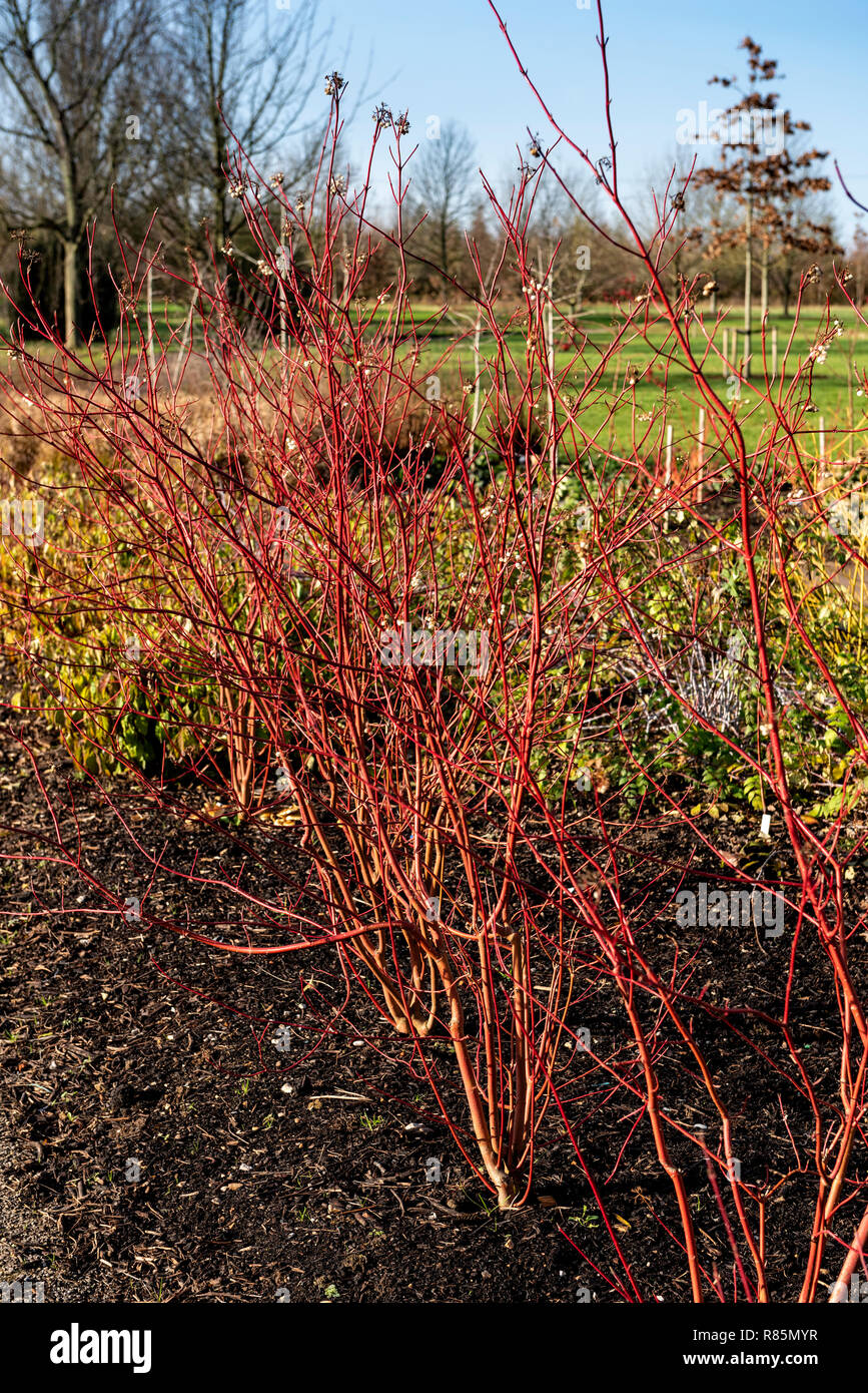 Cornus sanguinea Annys inverno arancione Foto Stock