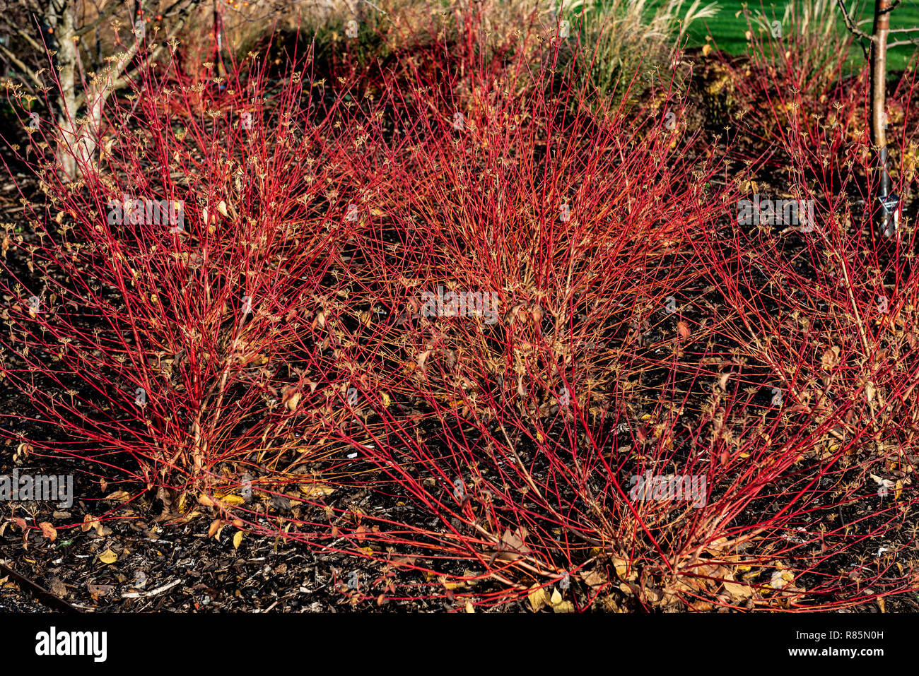 Cornus sanguinea Annys inverno arancione Foto Stock