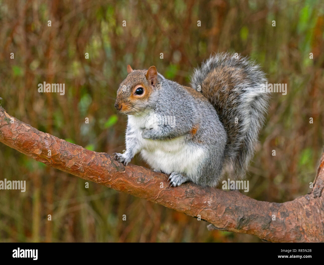 Scoiattolo grigio Sciurus carolinensis mangiare i dadi nel parco della città Foto Stock