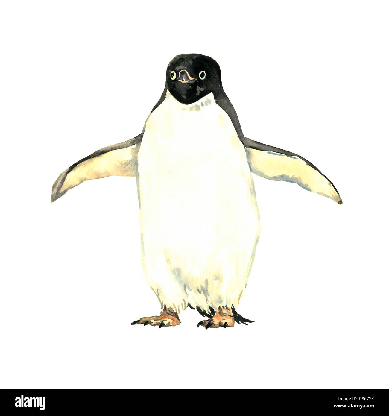 Penguin holding ali larghe e piedi, vista frontale, isolato illustrazione ad acquerello Foto Stock
