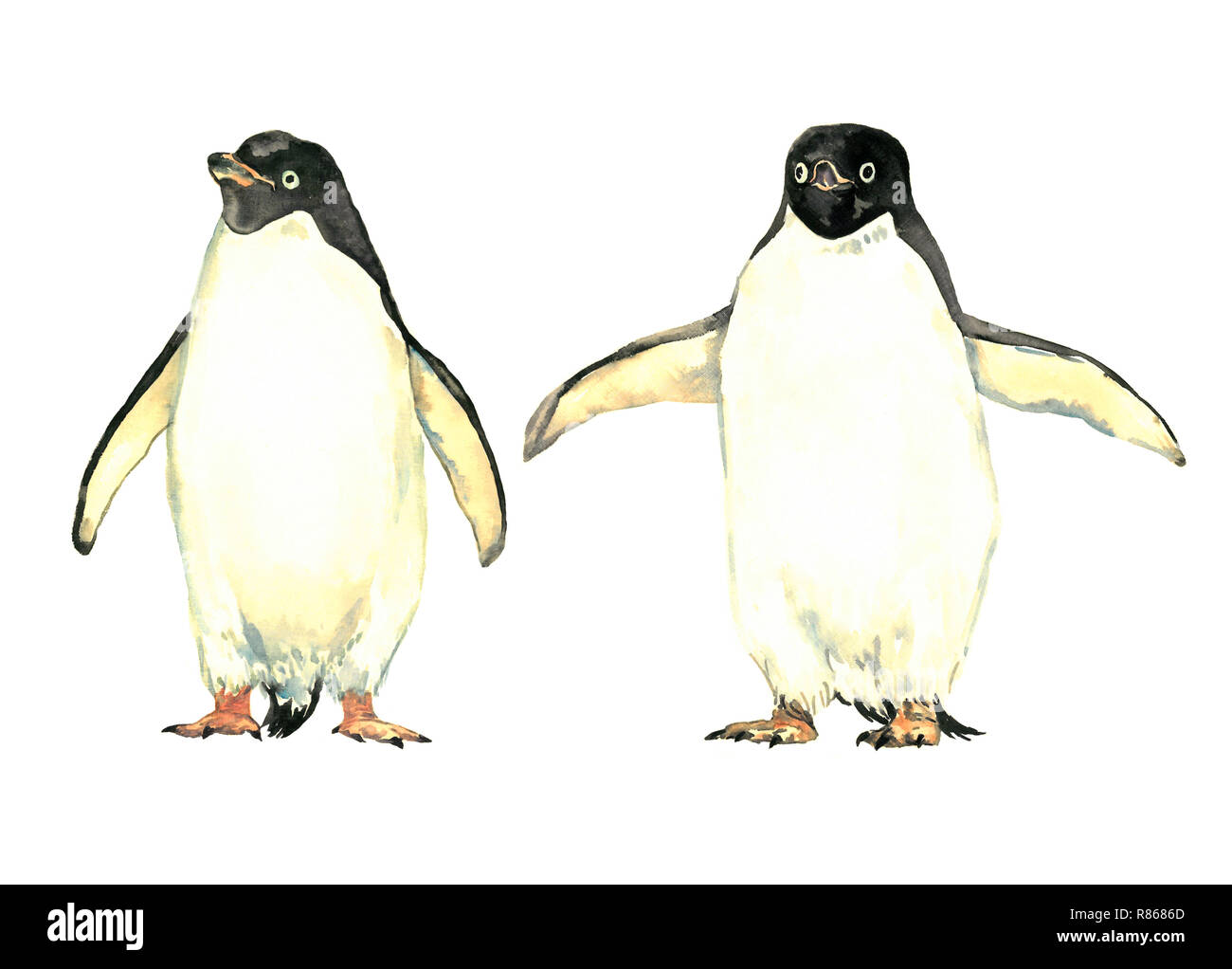 I pinguini giovane, tenendo ali larghe e piedi vicino, vista frontale, isolato illustrazione ad acquerello Foto Stock