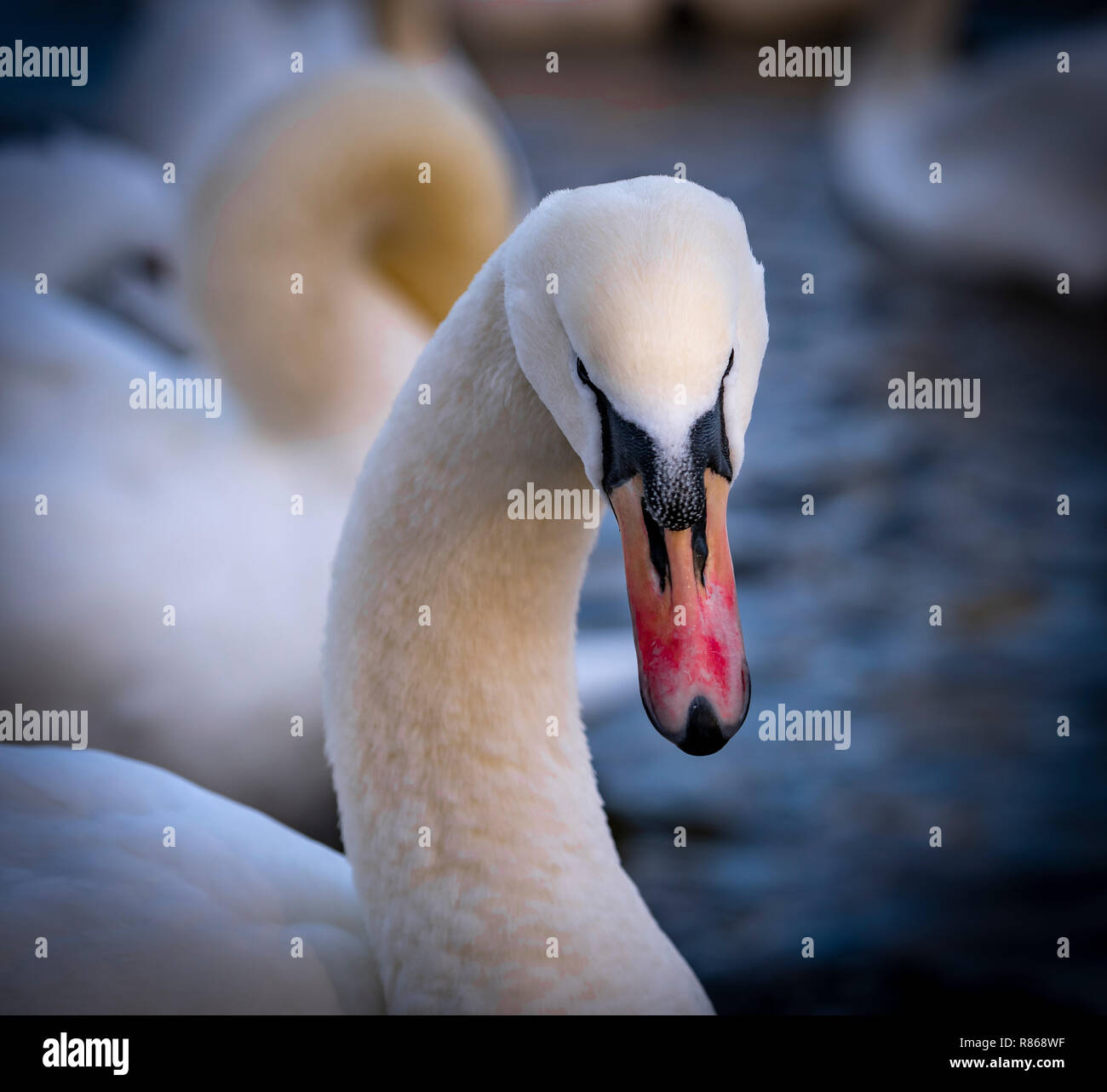 I cigni presso il santuario di Swan sulla banca del fiume Severn a Worcester, Regno Unito Foto Stock