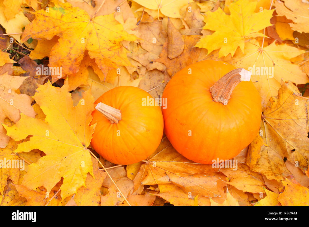 Zucche decorative su foglie cadute, Foto Stock