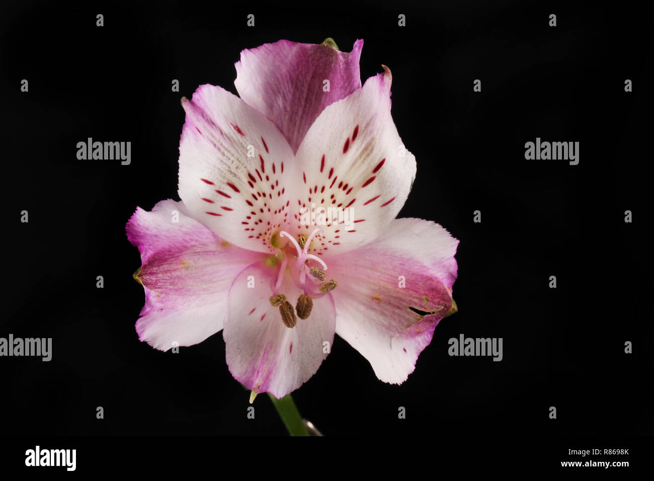 Viola alstroemeria flower isolata contro il nero Foto Stock