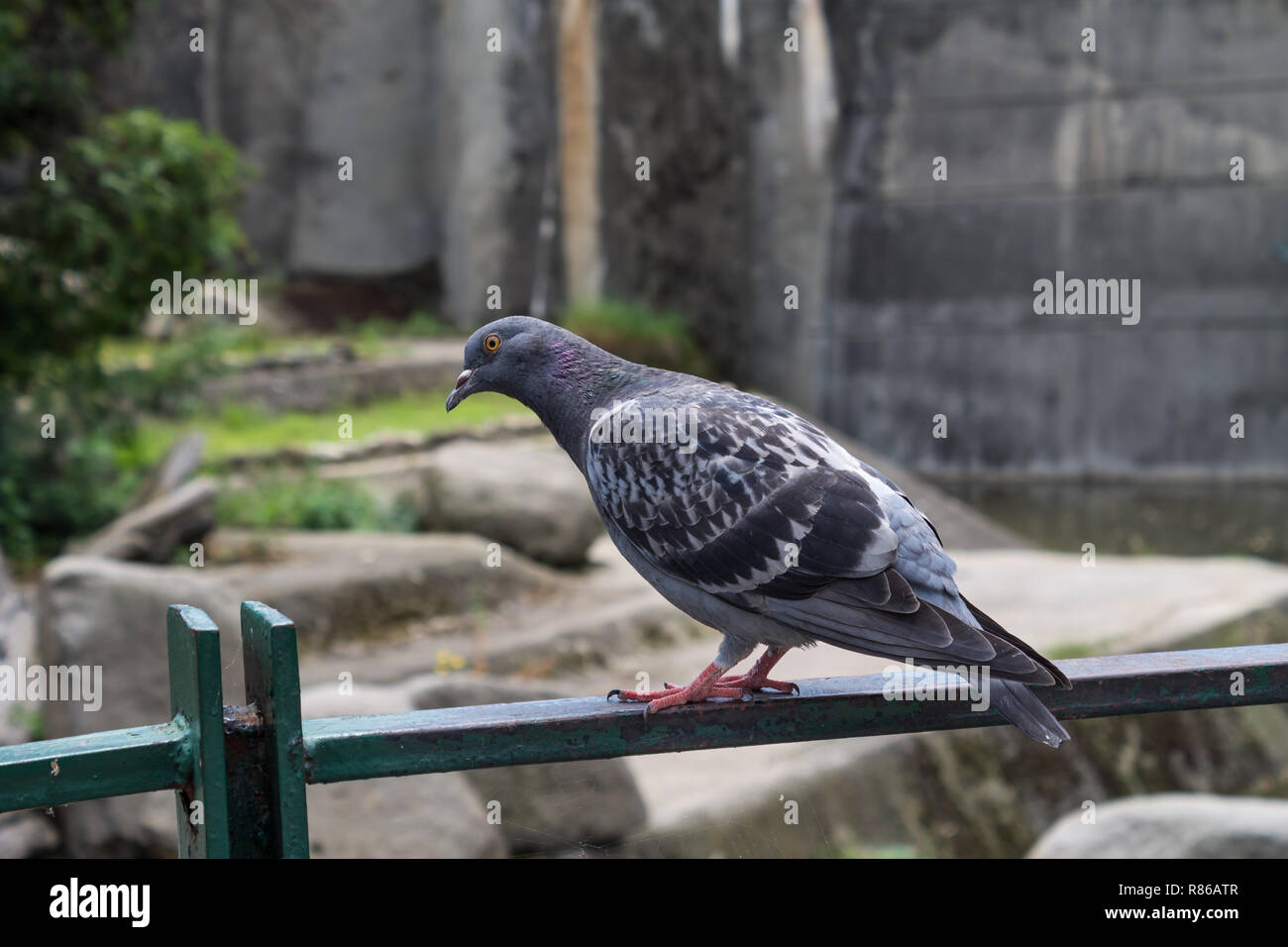 Piccione Foto Stock