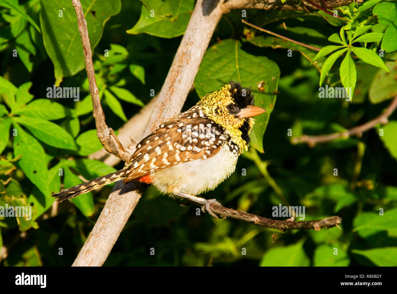 Un modellato luminosamente e soprattutto terra dimora membro della famiglia Barbet e d'Arnaud spesso chiamate in un duetto e di entrambi i sessi piumaggio sono simili Foto Stock