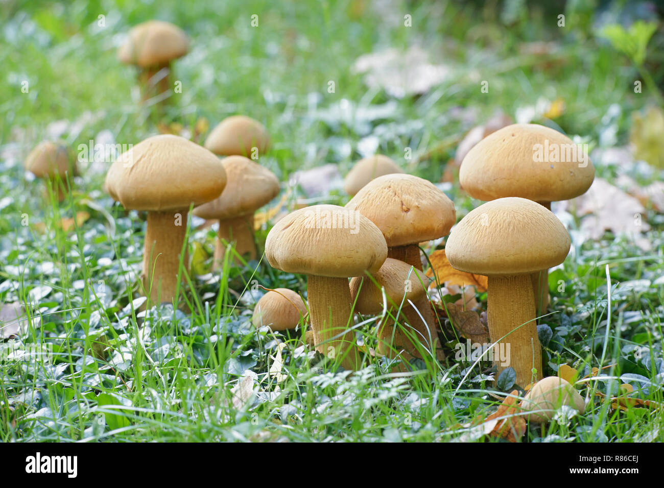 Phaeolepiota aurea, comunemente noto come golden bootleg o golden cap Foto Stock