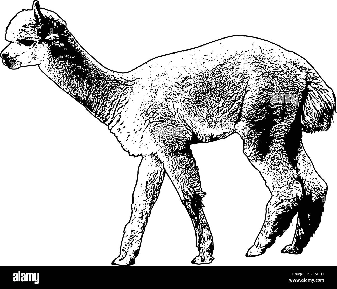 Schizzo di alpaca illustrazione vettoriale Illustrazione Vettoriale