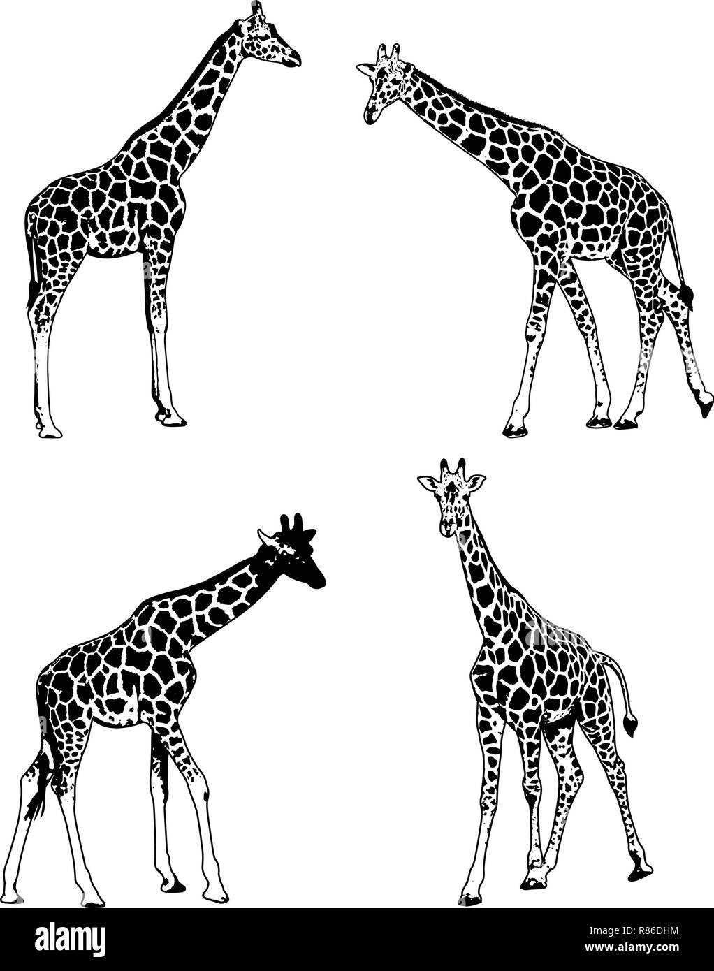 Le giraffe schizzo illustrazione set - vettore Illustrazione Vettoriale