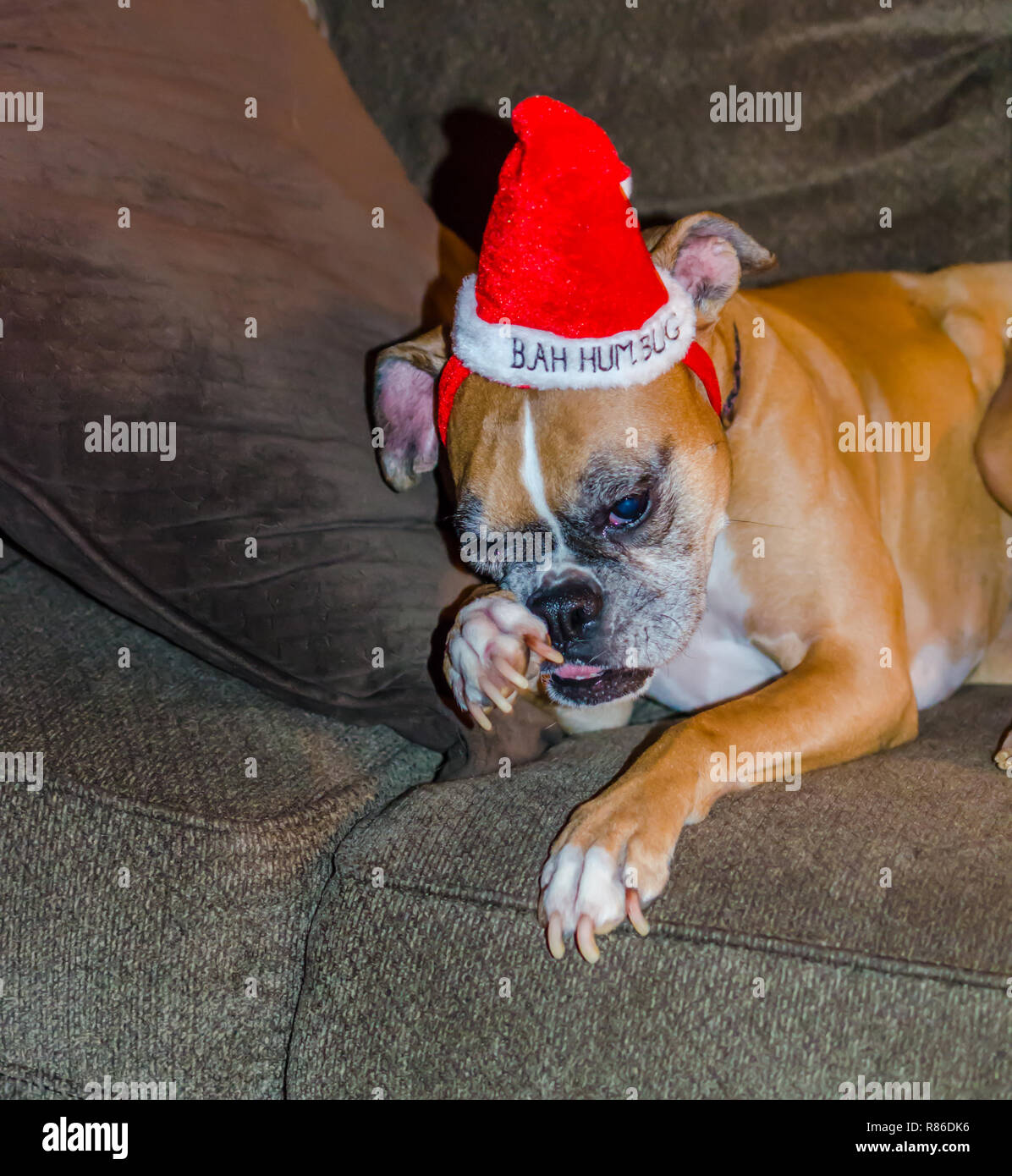 Natale divertente cane rosso da indossare Bah Humbug hat. Carino divertente festa immagine pet per celebrare la stagione di festa di Natale. Foto Stock