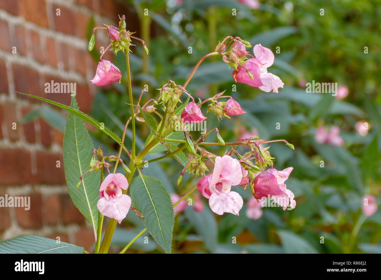 Pink Impatiens glandulifera impianto in giardino Foto Stock