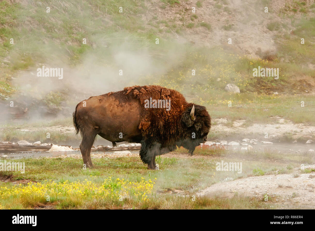 Il bisonte maschio in piedi vicino a primavera calda nel Parco Nazionale di Yellowstone, Wyoming USA Foto Stock