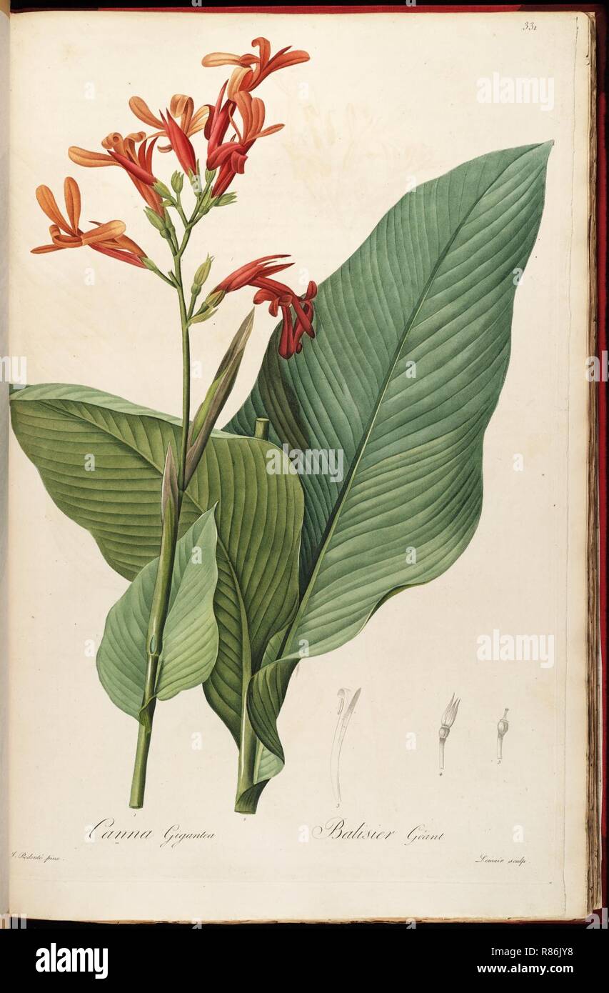 Canna tuerckheimii (C. gigantea) Liliac. 6. 331. 1811. Foto Stock