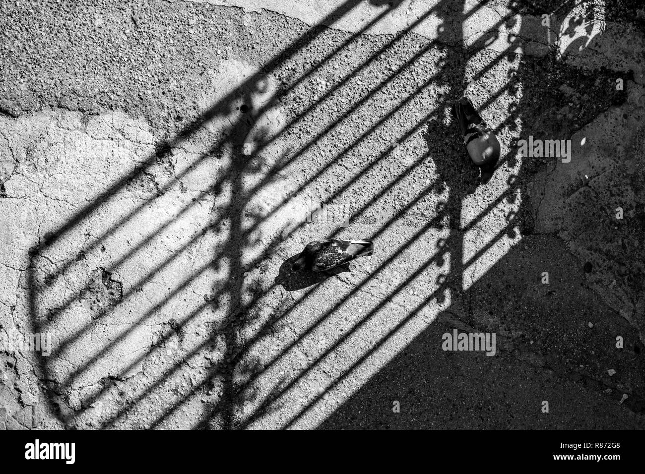 Due piccioni a giocare il loro amore gioco sotto le ombre dei bellissimi letti in ferro battuto con recinzione metallica, foto in bianco e nero, verticalmente dall'alto. Sunny sp Foto Stock