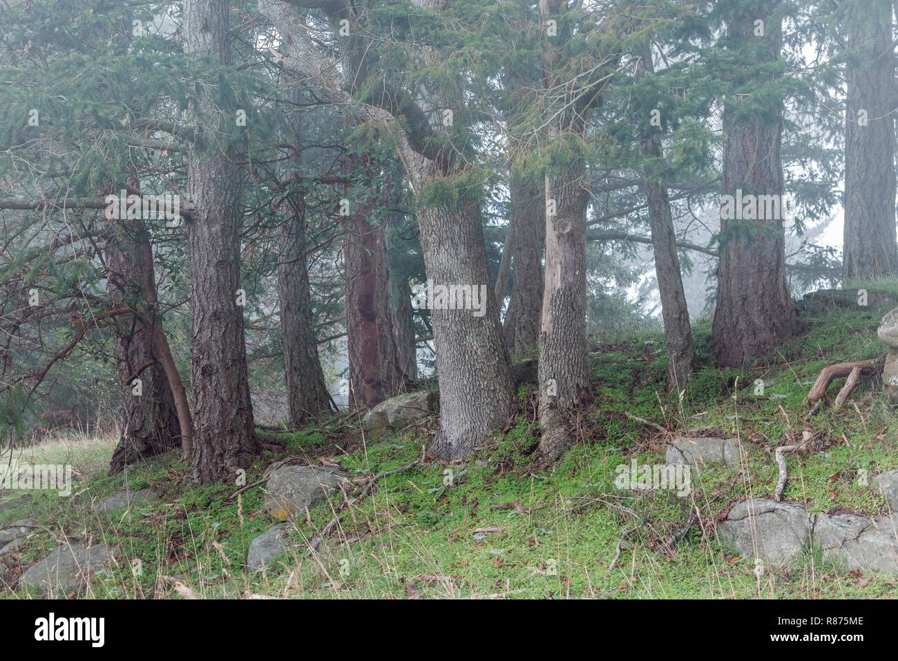 Nebbia di mattina derive attraverso un boschetto di abete di Douglas alberi che crescono su di un pendio erboso in inverno, in un parco forestale nelle zone costiere della Columbia Britannica. Foto Stock