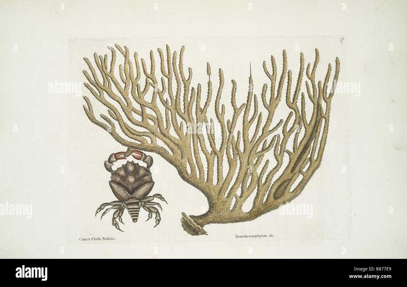 Il cancro Chelis Rubris Mark Catesby. Foto Stock