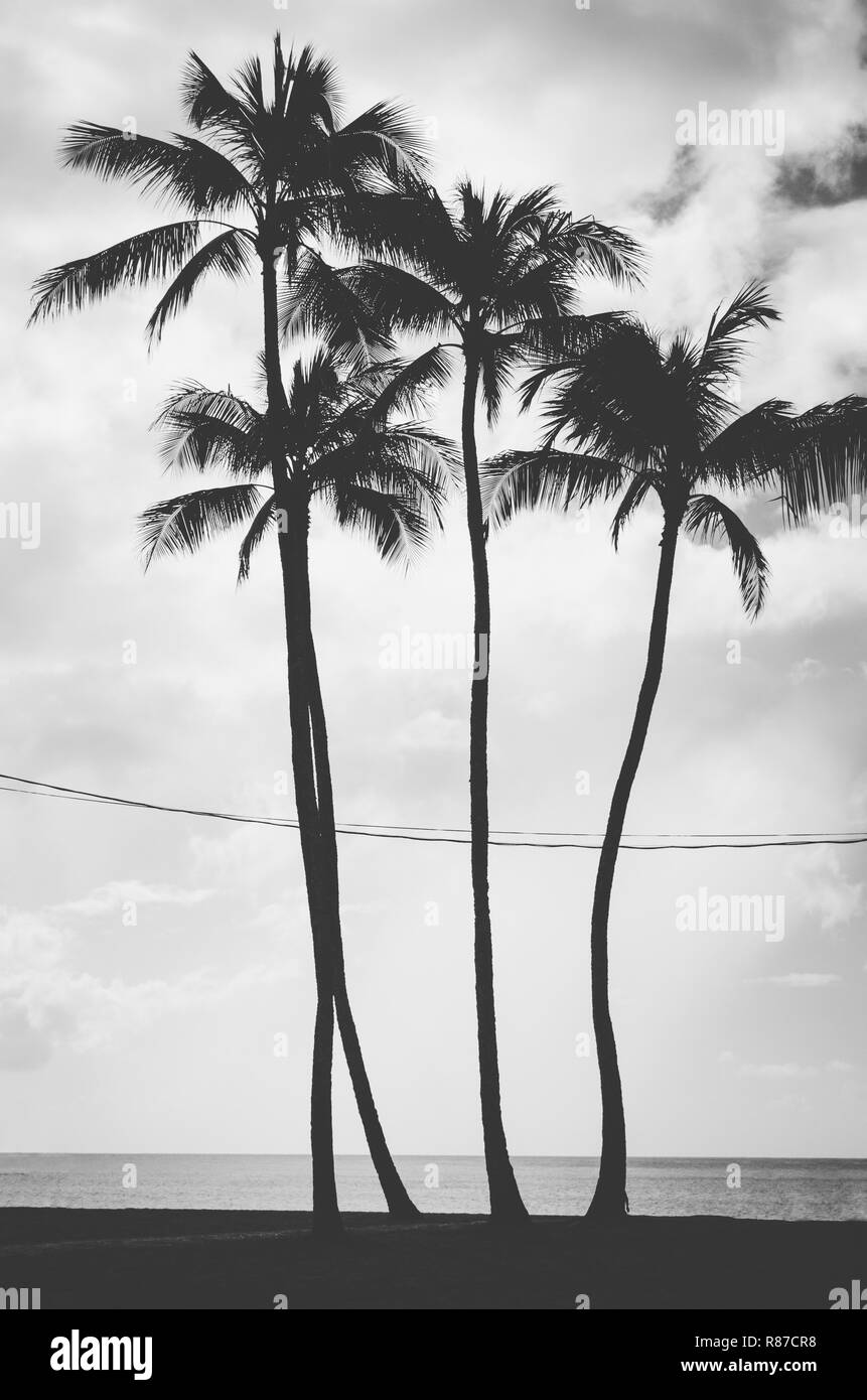 Visualizzazione bianco e nero di quattro palme attraversata da un qualche tipo di cavi elettrici sospesi. Hawaii, US Foto Stock