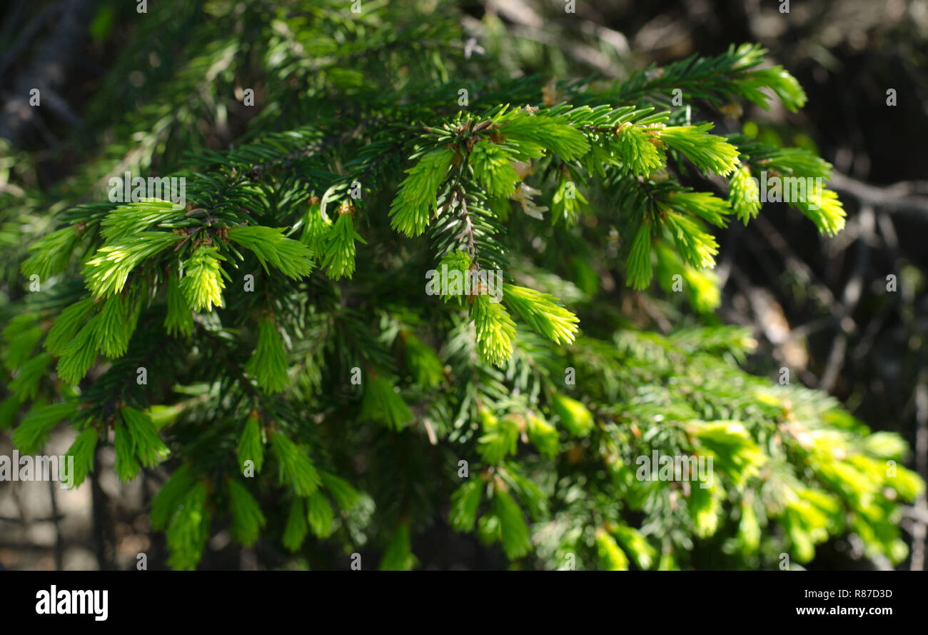 Cambiamenti nella natura, germogli di abete nuove gemme Foto Stock