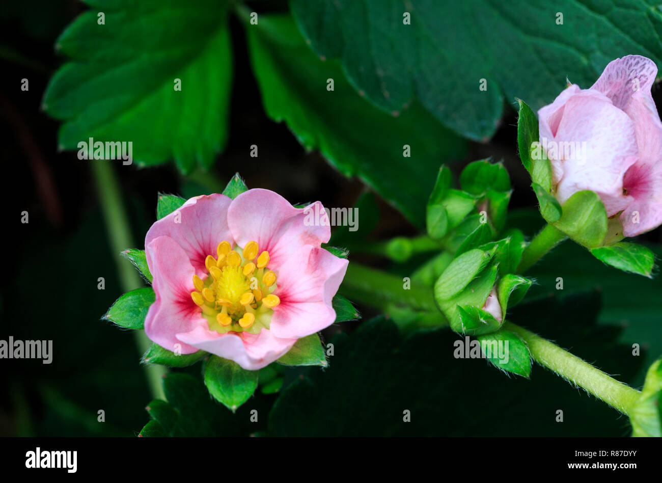 Immagine di una bella fragola fiore rosa che viene da un ibrido di piante di fragola Foto Stock