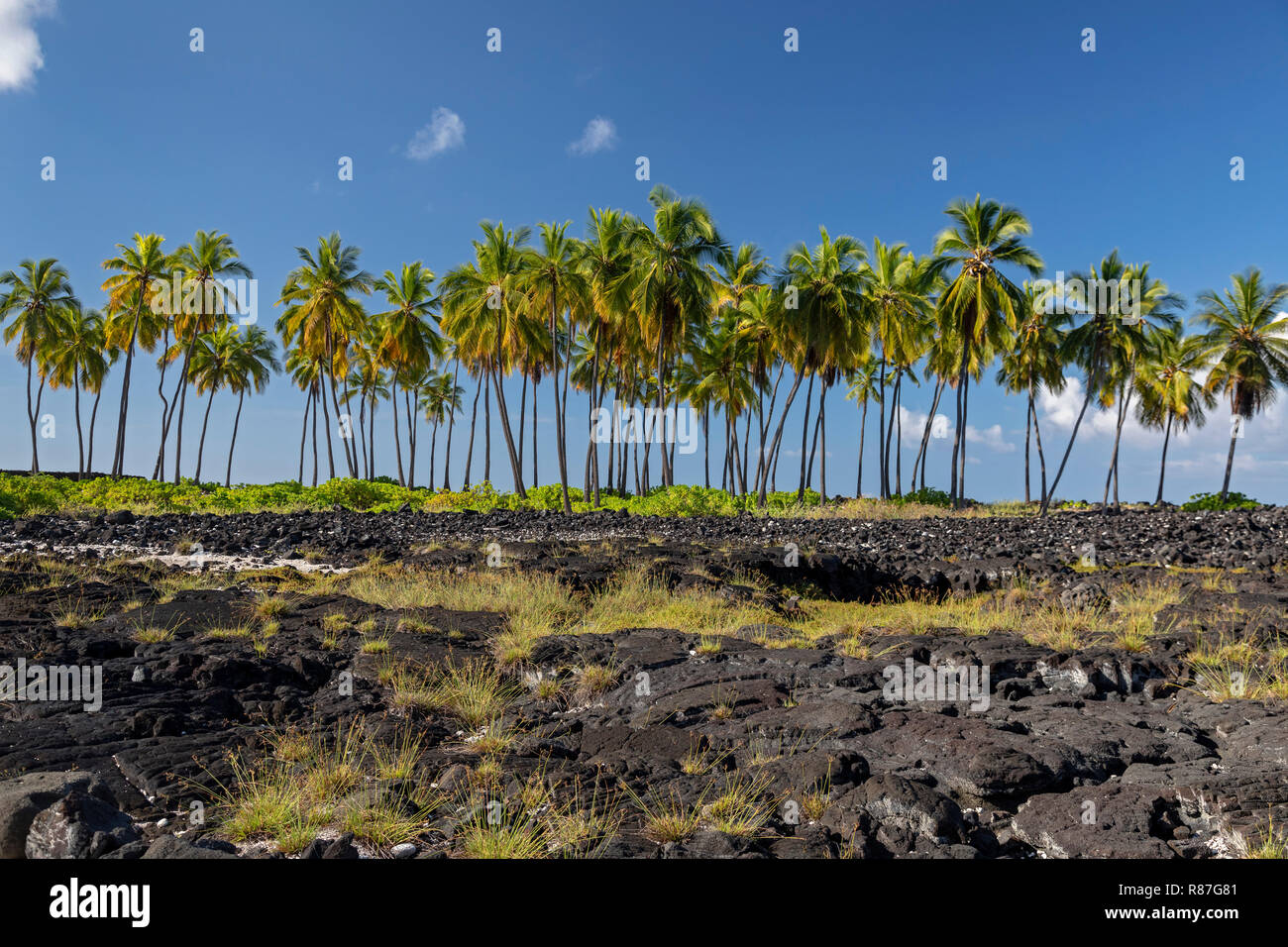 Honaunau, Hawaii - palme Pu'uhonua o Honaunau National Historical Park. Foto Stock