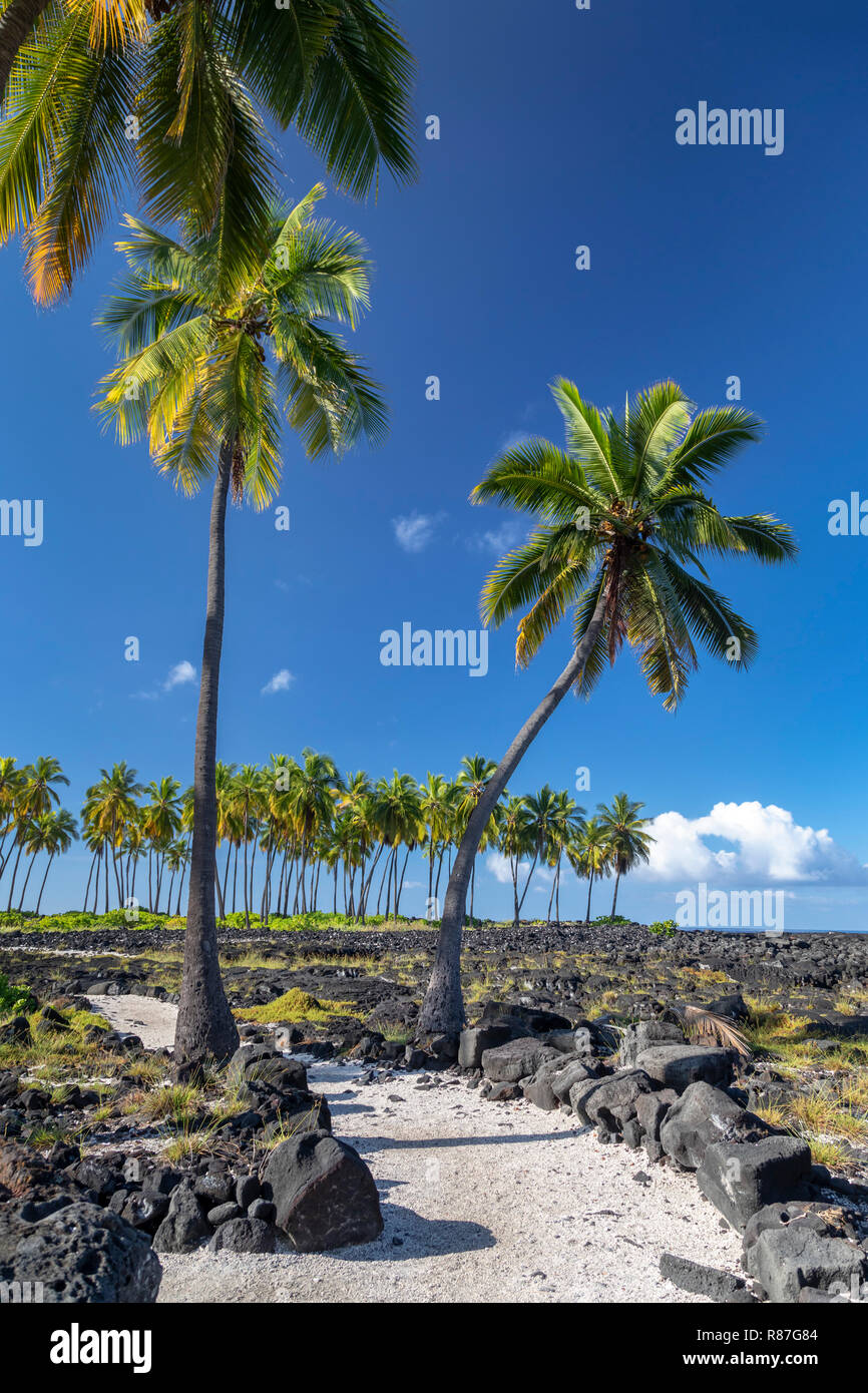 Honaunau, Hawaii - palme Pu'uhonua o Honaunau National Historical Park. Foto Stock