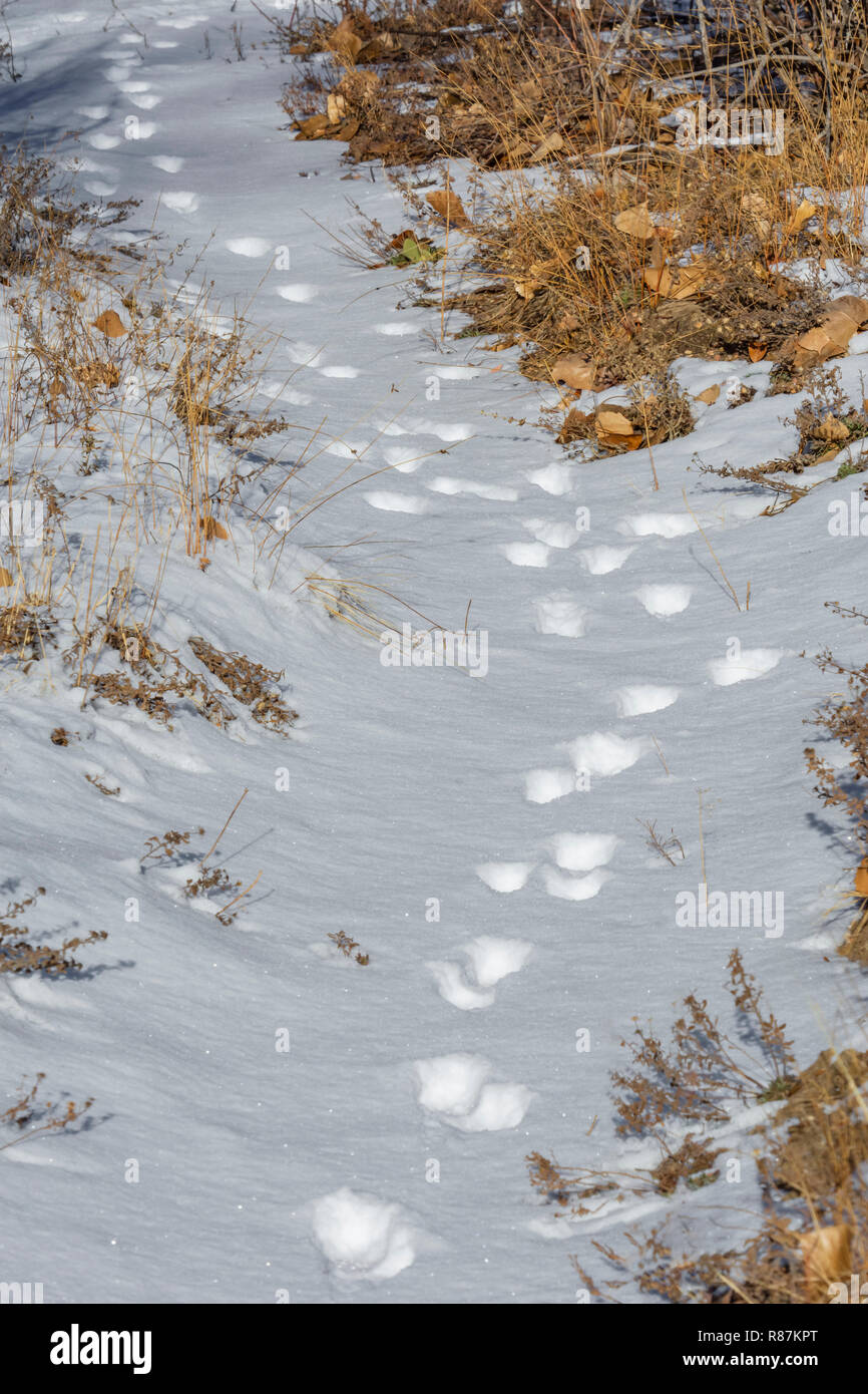 Coyote tracce (Canis latrans) lungo il sentiero in neve fresca, Castle Rock Colorado US. Foto scattata in novembre. Foto Stock