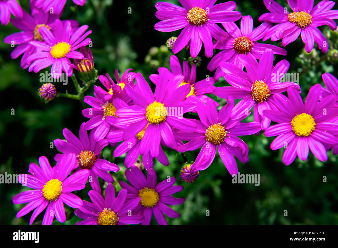 Sbocciano i fiori colorati del Rude Daisy Bush sul Victoria costa. Foto Stock