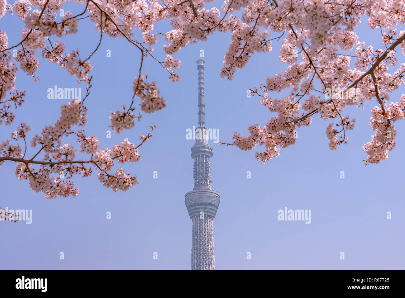 Tokyo Skytree Tower con fiori di ciliegio in piena fioritura presso il parco Sumida. Foto Stock