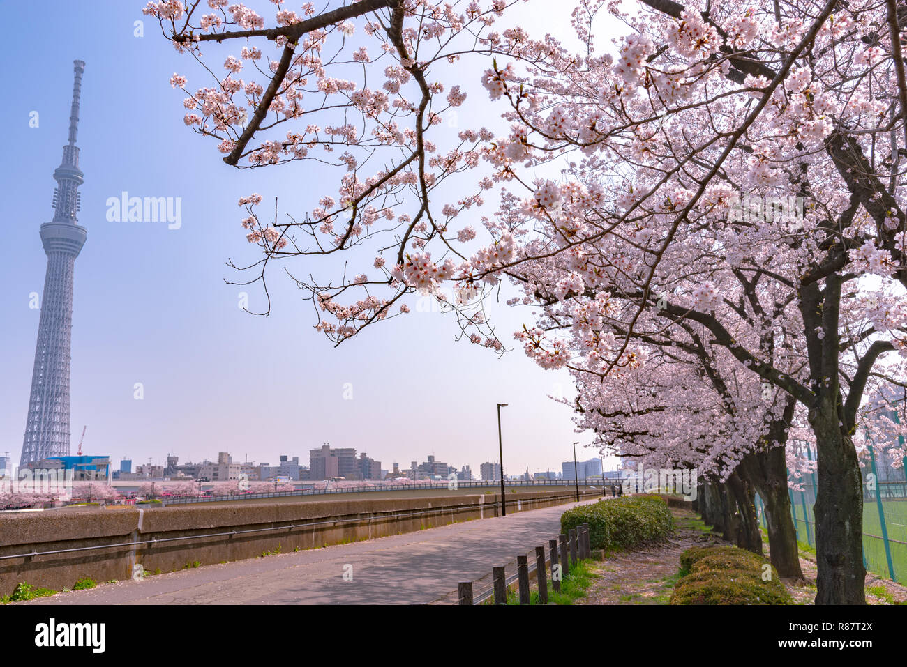 Tokyo Skytree Tower con fiori di ciliegio in piena fioritura presso il parco Sumida. Foto Stock